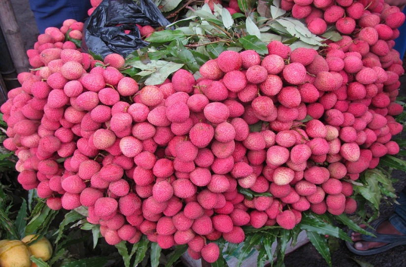 बागवानीको लिची २८ लाख रुपैयाँमा ठेक्का